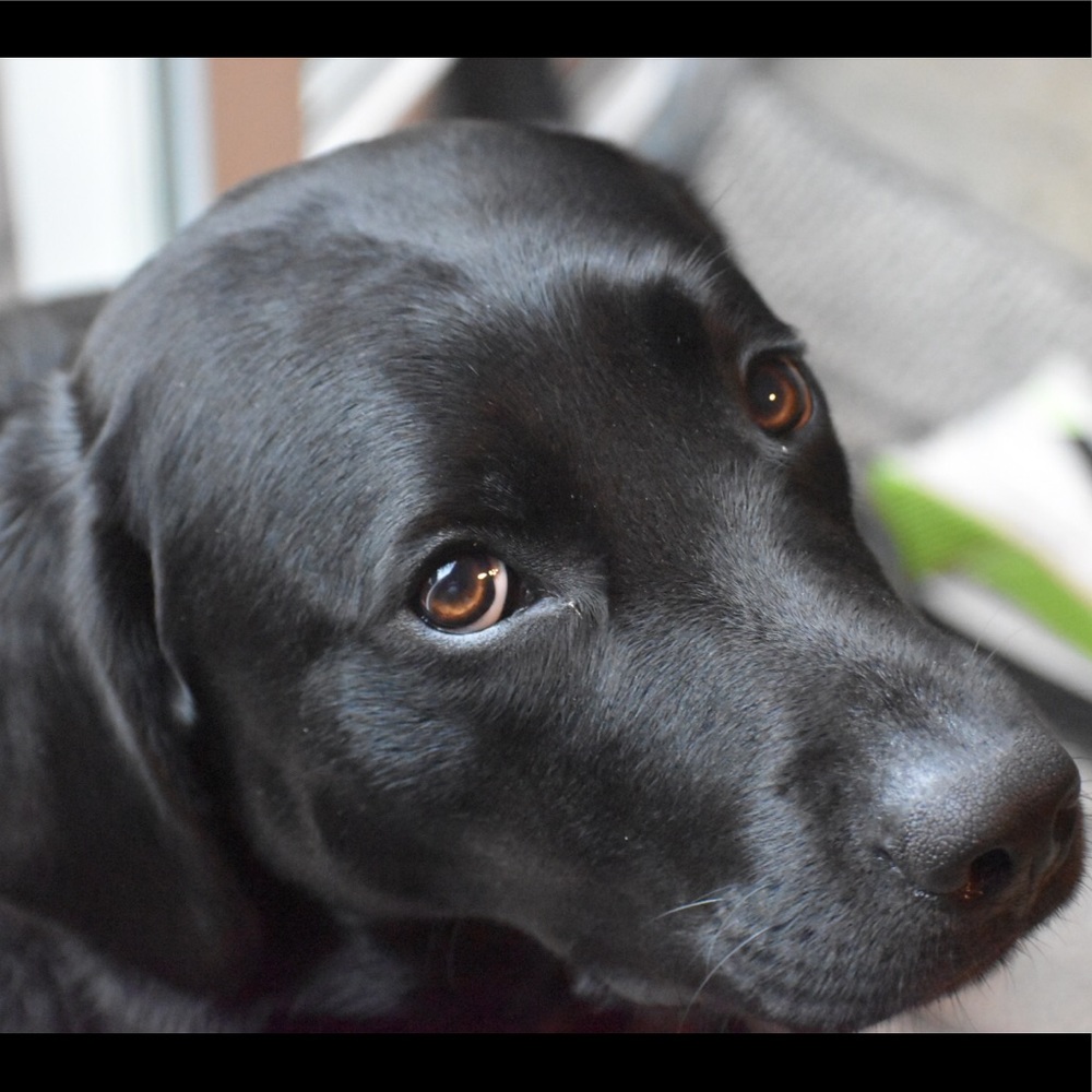 Meet your Posher, Ava